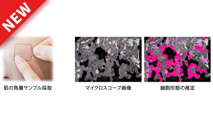 ディープラーニングによる角層バイオマーカー値と細胞形態の推定