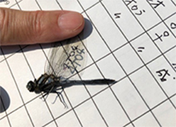 「翅に数字をマーキングしたトンボ」のイメージ