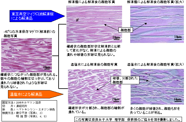 冷凍マグロの解凍方法による細胞比較写真 