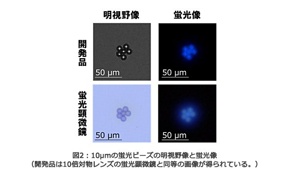図2：10μmの蛍光ビーズの明視野像と蛍光像（開発品は10倍対物レンズの蛍光顕微鏡と同等の画像が得られている。）