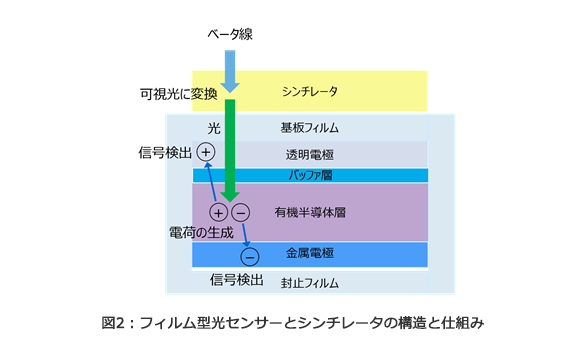 図2：フィルム型光センサーとシンチレータの構造と仕組み