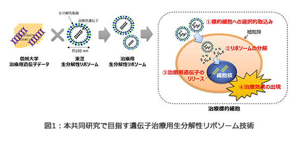 図1：本共同研究で目指す遺伝子治療用生分解性リポソーム技術