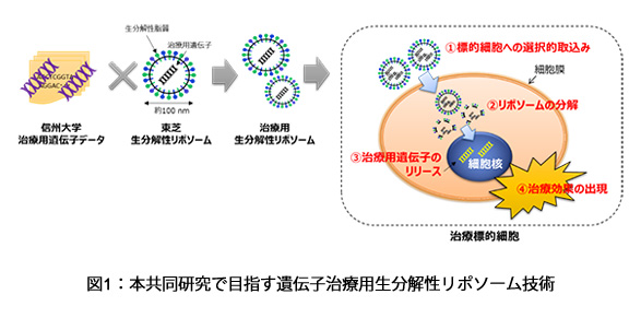 図1：本共同研究で目指す遺伝子治療用生分解性リポソーム技術