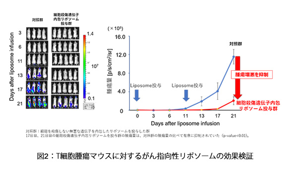 図2：T細胞腫瘍マウスに対するがん指向性リポソームの効果検証