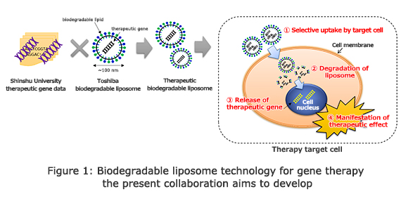 Figure 1: Biodegradable liposome technology for gene therapy the present collaboration aims to develop