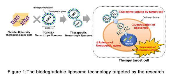 Figure 1:The biodegradable liposome technology targeted by the research
