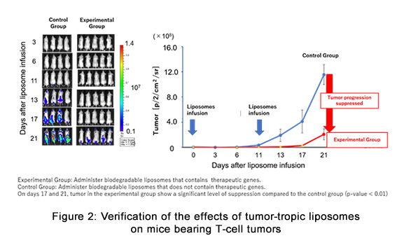 Figure 2:Verification of the effects of tumor-tropic liposomes on mice bearing T-cell tumors