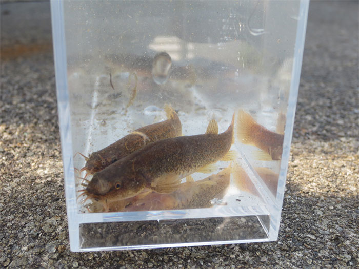 Japanese eight-barbel loach