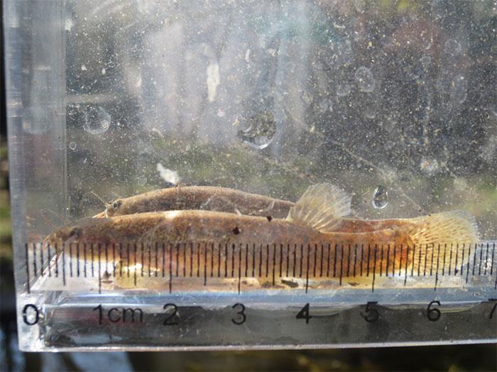 Japanese eight-barbel loach