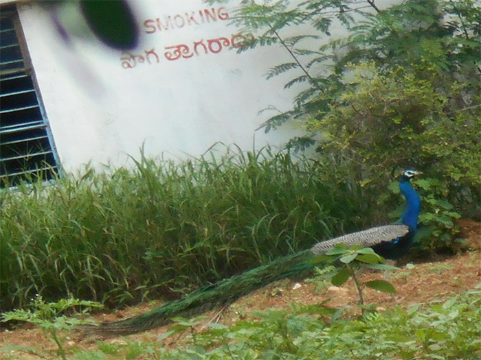 The peacock that inhabits the premises