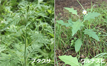 「駆除した外来種（写真左：ブタクサ、右：ワルナスビ）」の写真