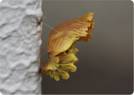 ジャコウアゲハ（蛹）