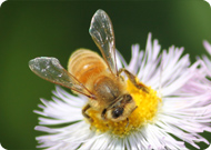 セイヨウミツバチ