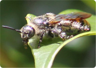 ヒメハラナガツチバチ（メス）