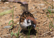 草の種をついばむスズメ