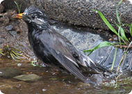 水浴びするムクドリ