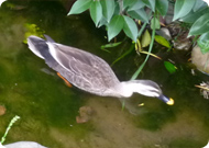 初めて飛来した水鳥：カルガモ