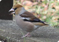 シメ（冬鳥）