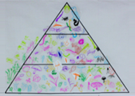 「完成した生態系ピラミッド」の写真