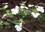 「コガクウツギの花」の写真