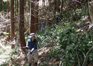 「森の中での下草刈り・枝打ち作業」の写真