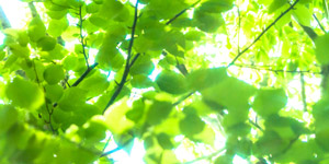 Green Procurement