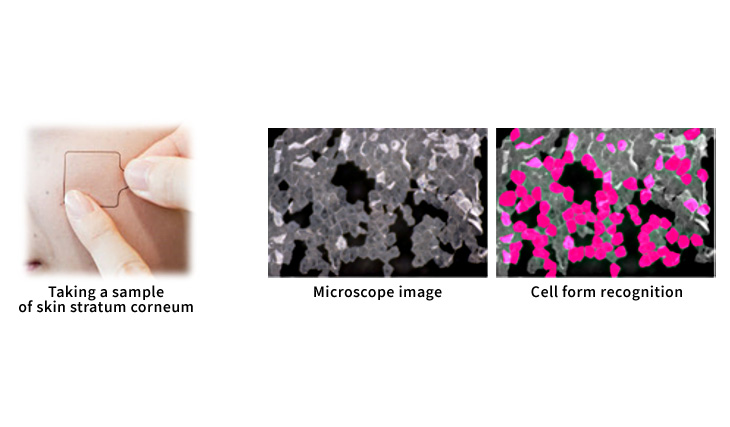 Estimate biomarker levels (Key protein to evaluate skin characteristics) in stratum corneum and cell form using deep learning