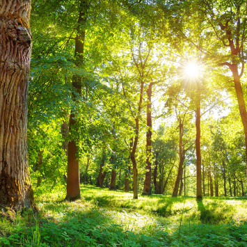 Initiatives for Carbon Neutral