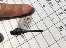 トンボの調査② Dragonfly investigation②