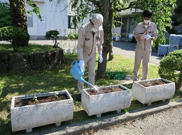 野路菊の植栽活動　Planting of Chrysanthemum japoneses