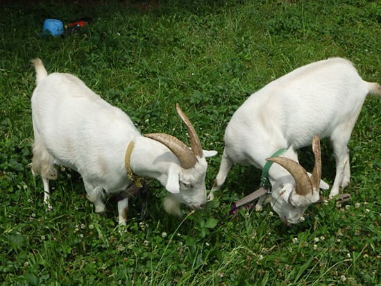 ヤギによるエコ除草　Eco-weed by goats
