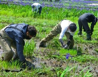 カキツバタの苗植え作業　Seedling planting of Japanese Irises
