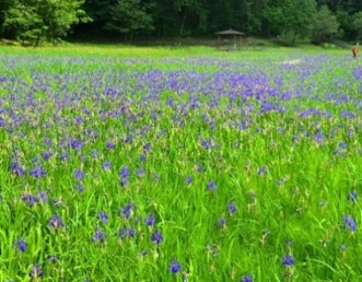 カキツバタ見ごろ　Japanese Irises in Bloom