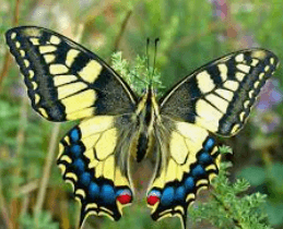 ナミアゲハ　Chinese yellow swallowtails