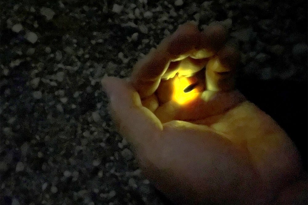 ホタル観測調査　Observation of fireflies