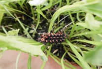 ツマグロヒョウモンの幼虫　Larva of Argyreus hyperbius