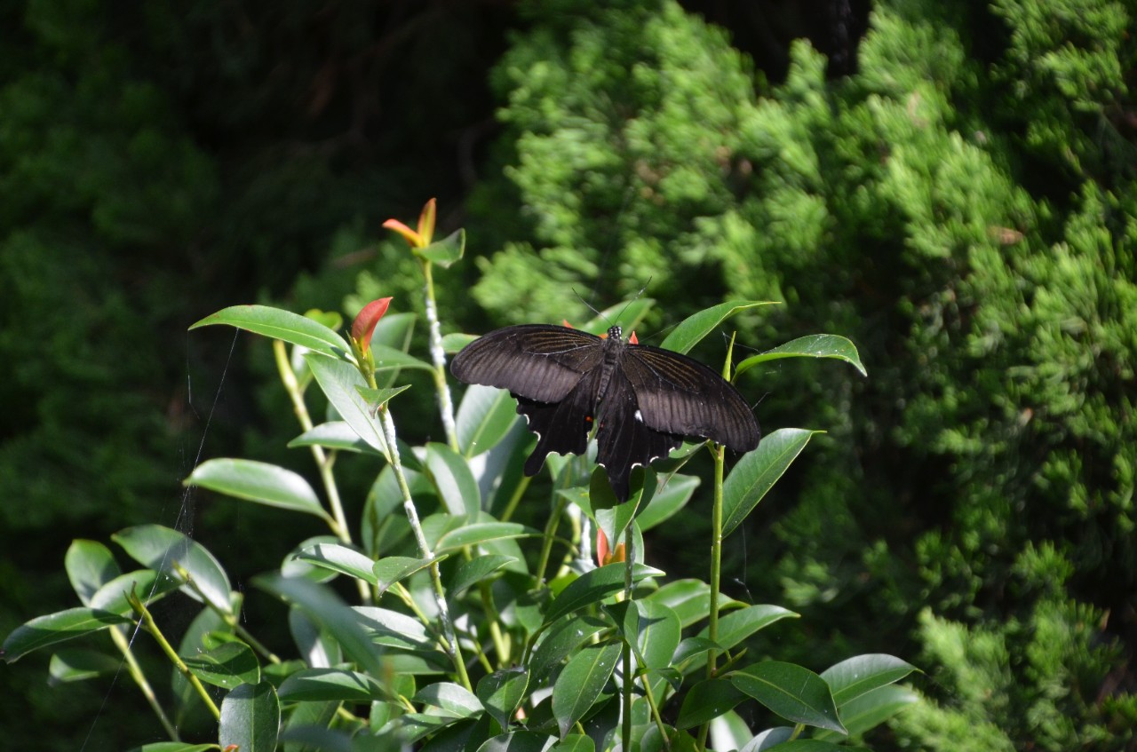 クロアゲハ　Papilio protenor