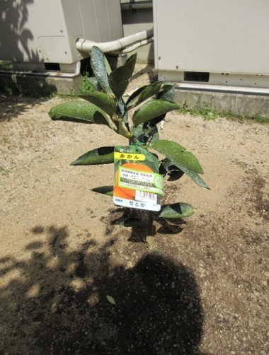 柑橘類をビオトープ内に植樹（せとか）　3 citrus trees are plamted in biotope of our company premise. (Setoka)