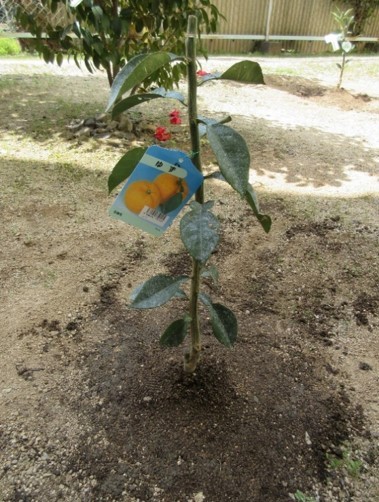 柑橘類をビオトープ内に植樹（ゆず）　3 citrus trees are plamted in biotope of our company premise. (Yuzu)