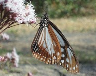 アサギマダラ　Chestnut tiger butterfly
