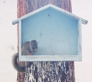 工場内のリスの活動　Activity of squirrels within the premises