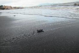 子ガメを海に放流　Releasing turtle hatchings to the ocean