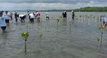 マングローブ植林活動（2022年７月）　Mangrove tree planting（July, 2022）