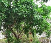 工場内の木々-1　Kilelia Pinnata tree within the premises