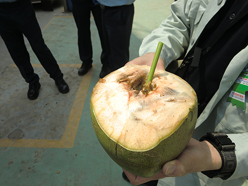 収穫したココナツ　Harvested coconuts