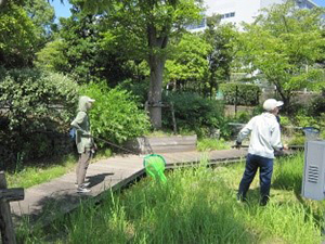 トンボの捕獲
