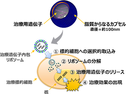 生分解リポソームの説明図
