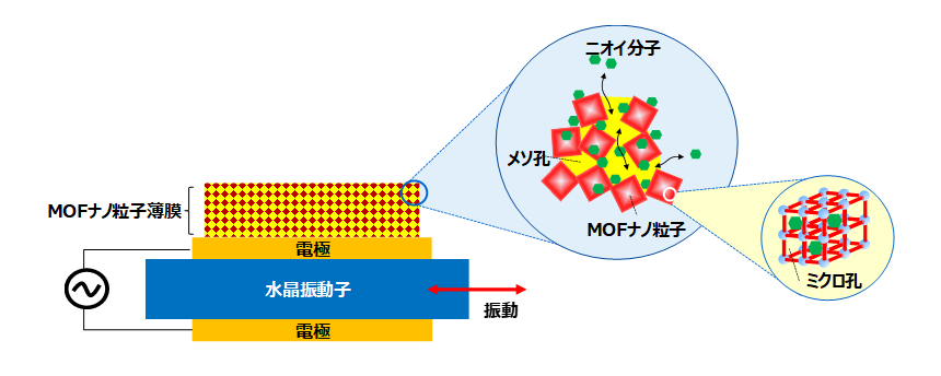 図2： 今回開発したMOFナノ粒子薄膜を塗布形成したニオイセンサーの原理