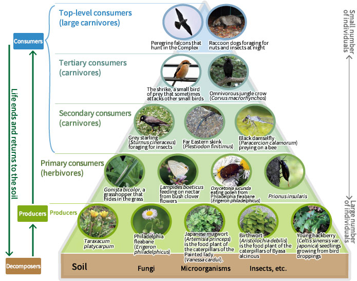Fuchu Complex Ecosystem Pyramid