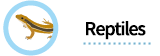 Reptiles